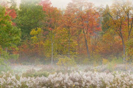 Photo for Autumn landscape of forest and marsh in fog, Michigan, USA - Royalty Free Image