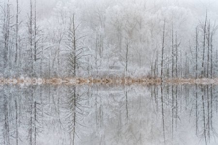 Foto de Winter landscape of the iced shoreline of Deep Lake after a freezing rain event with mirrored reflections in calm water, Yankee Springs State Park, Michigan, USA - Imagen libre de derechos