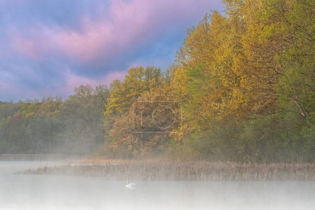 Téléchargez les photos : Paysage du brouillard, littoral printanier du lac Whitford à l'aube avec cygne, Fort Custer State Park, Michigan, États-Unis - en image libre de droit