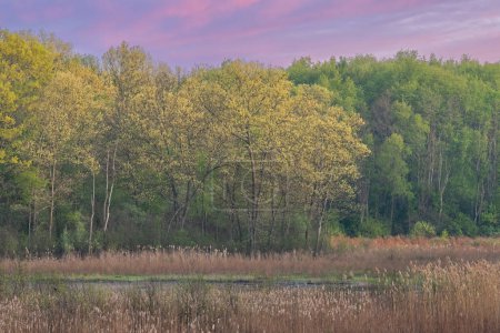 Téléchargez les photos : Paysage printanier à l'aube d'un marais au lac Eagle, Fort Custer State Park, Michigan, États-Unis - en image libre de droit