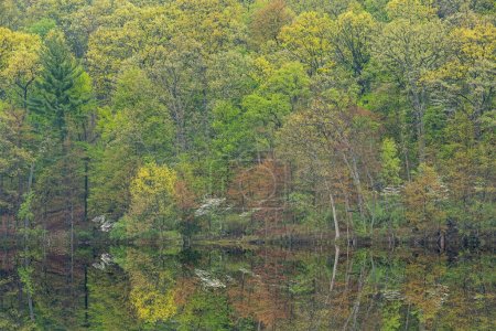 Téléchargez les photos : Paysage printanier du rivage du lac Hall avec des reflets miroirs en eau calme, Yankee Springs State Park, Michigan, États-Unis - en image libre de droit