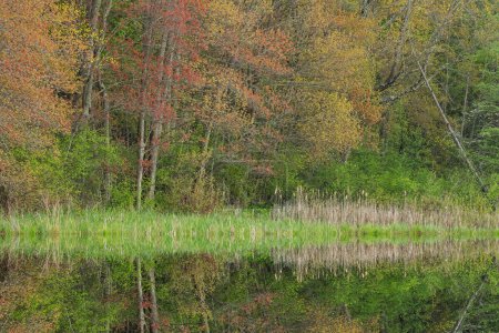 Foto de Paisaje primaveral de bosque de arces con reflejos espejados en aguas tranquilas, Douglas Lake, Michigan, EE.UU. - Imagen libre de derechos