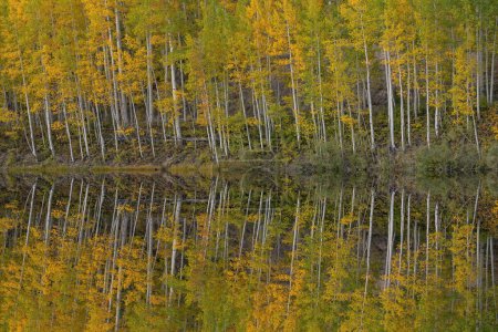 Photo for Autumn landscape of the shoreline of Cushman Lake with mirrored reflections of aspens in calm water, San Juan Mountains, Colorado, USA - Royalty Free Image