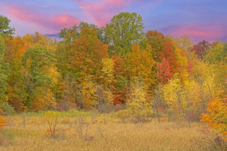 Téléchargez les photos : Paysage automnal à l'aube de la forêt et du marais, Lac Doster, Michigan, États-Unis - en image libre de droit