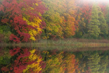 Foto de Paisaje otoñal brumoso de bosque de arces y tamarack con reflejos espejados en aguas tranquilas, Douglas Lake, Michigan, EE.UU. - Imagen libre de derechos
