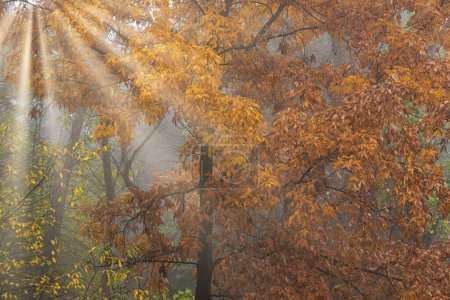 Photo for Foggy autumn landscape of forest with sunbeams, Barry State Game Area, Michigan, USA - Royalty Free Image