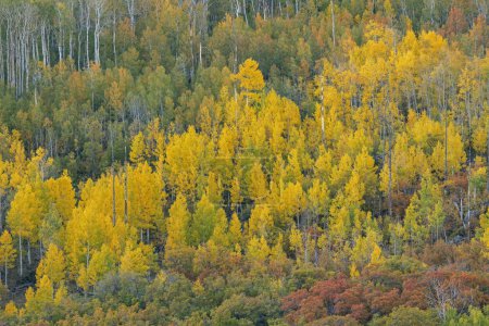 Foto de Paisaje otoñal del bosque de álamo Elk Mountains, Colorado, Estados Unidos - Imagen libre de derechos