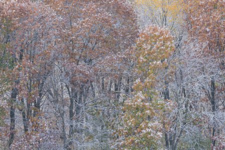 Foto de Paisaje otoñal de bosque nevado, Yankee Springs State Park, Michigan, EE.UU. - Imagen libre de derechos