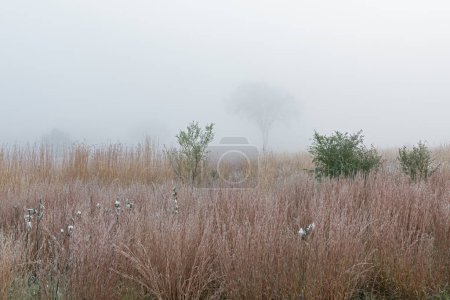 Téléchargez les photos : Landsape of gisted, autumn, tall grass prairie in fog with milkweed in see, Fort Custer State Park, Michigan, États-Unis - en image libre de droit