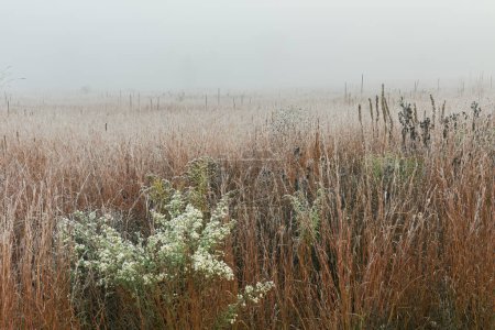Téléchargez les photos : Paysage d'une prairie d'herbes hautes givrées d'automne dans le brouillard avec des asters en fleurs, Fort Custer State Park, Michigan, États-Unis - en image libre de droit