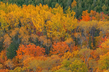 Photo for Landscape of autumn forest in peak color from the Brockway Mountain Drive, Michigan's Upper Peninsula, USA - Royalty Free Image