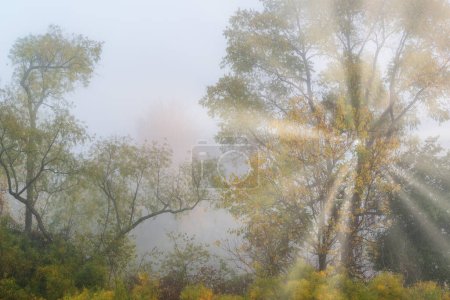 Téléchargez les photos : Foggy, paysage automnal de forêt avec rayons de soleil, Jackson Hole Lake, Fort Custer State Park, Michigan, États-Unis - en image libre de droit