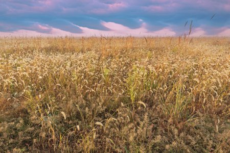 Téléchargez les photos : Paysage estival à l'aube de la prairie à herbes hautes, Fort Custer State Park, Michigan, États-Unis - en image libre de droit