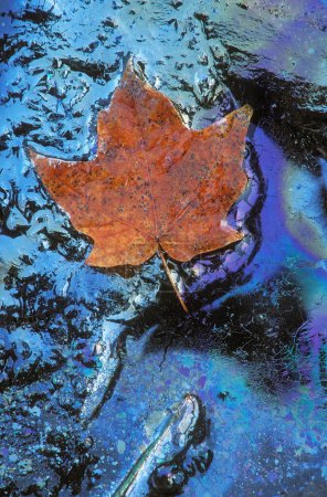 Téléchargez les photos : Feuille d'érable d'automne tombée au repos dans des huiles végétales naturelles en bordure du marais, sud-ouest du Michigan, États-Unis - en image libre de droit
