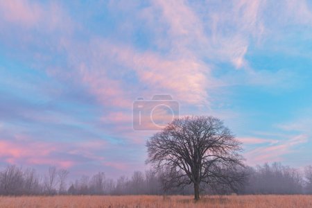 Téléchargez les photos : Paysage à l'aube des prairies à herbes hautes et des arbres nus, Fort Custer State Park, Michigan, USA - en image libre de droit