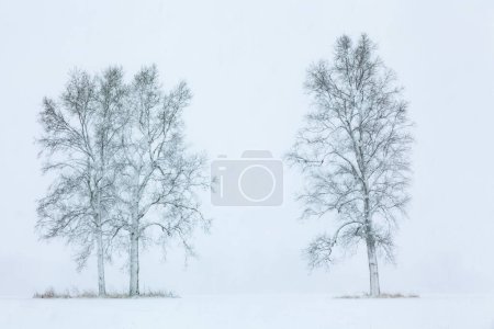 Photo for Winter landscape of bare, snow flocked trees in a rural landscape, Michigan, USA - Royalty Free Image