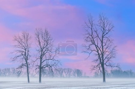Téléchargez les photos : Paysage hivernal abominable d'arbres nus à l'aube dans un cadre rural, Michigan, USA - en image libre de droit