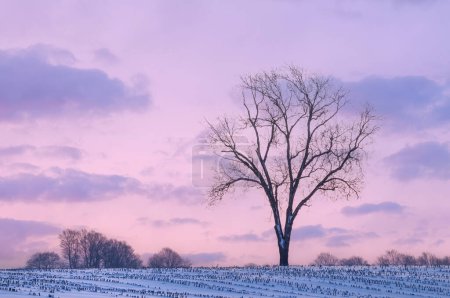 Téléchargez les photos : Paysage hivernal d'arbres nus à l'aube dans un cadre rural, Michigan, USA - en image libre de droit