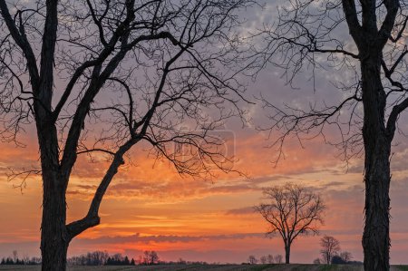 Téléchargez les photos : Paysage d'arbres nus dans un paysage rural silhouette contre un ciel aube coloré, Michigan, États-Unis - en image libre de droit