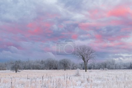 Téléchargez les photos : Paysage de prairie d'herbes hautes givrées, automne, à l'aube, Fort Custer State Park, Michigan, États-Unis - en image libre de droit
