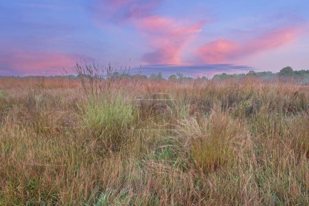 Téléchargez les photos : Paysage estival à l'aube de la prairie à herbes hautes, Fort Custer State Park, Michigan, États-Unis - en image libre de droit