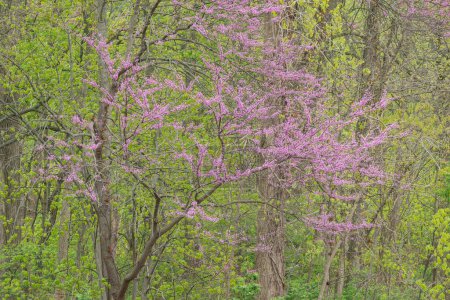 Landscape of a spring forest with redbud in bloom, Kalamazoo River, Michigan, USA