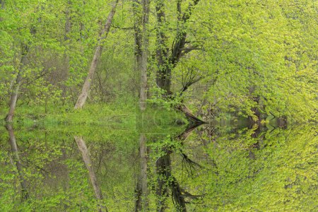Téléchargez les photos : Paysage printanier du rivage de la rivière Kalamazoo avec des reflets miroirs en eau calme, Michigan, États-Unis - en image libre de droit