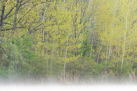 Téléchargez les photos : Paysage printanier sablonneux du rivage du lac Hall avec trembles, Yankee Springs State Park, Michigan, États-Unis - en image libre de droit
