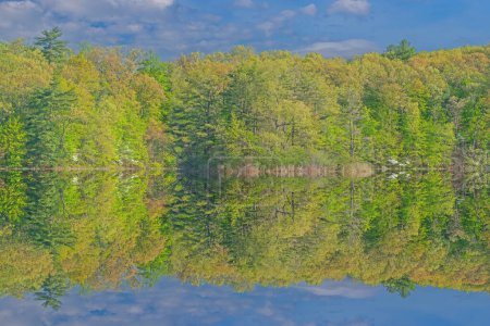 Spring landscape at sunrise of the shoreline of Hall Lake with dogwoods in bloom and with reflections in calm water, Yankee Springs State Park, Michigan, USA