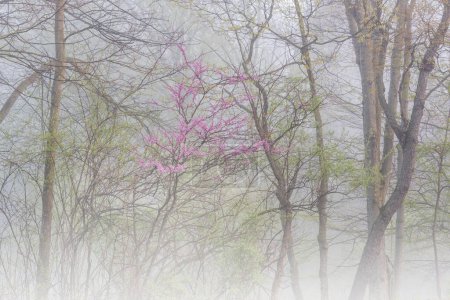 Landscape of a spring forest in fog with redbud in bloom Kalamazoo River, Fort Custer State Park, Michigan, USA