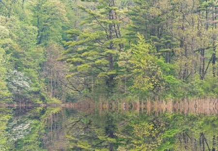 Foto de Paisaje primaveral de la costa de Hall Lake con reflejos espejados en aguas tranquilas y con el cornejo en flor, Yankee Springs State Park, Michigan, EE.UU. - Imagen libre de derechos