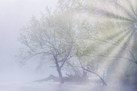 Foggy spring landscape at sunrise of the Kalamazoo River with sunbeams, Fort Custer State Park, Michigan, USA
