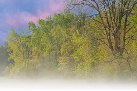 Téléchargez les photos : Paysage printanier brumeux à l'aube du littoral du lac Whitford, Fort Custer State Park, Michigan, États-Unis - en image libre de droit