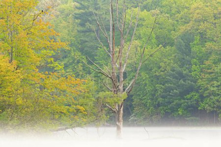 Téléchargez les photos : Paysage printanier brumeux à l'aube du littoral du lac Hall, Yankee Springs State Park, Michigan, États-Unis - en image libre de droit
