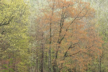 Téléchargez les photos : Paysage de forêt printanière avec érable en fleur, Yankee Springs State Park, Michigan, États-Unis - en image libre de droit