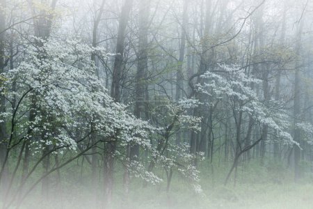 Foggy spring landscape of dogwood trees in bloom, Barry State Game Area, Michigan, USA
