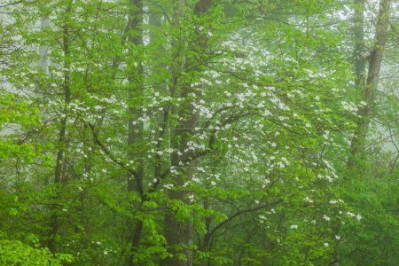 Spring woodland in fog with flowering dogwood, Kellogg Forest, Michigan, USA