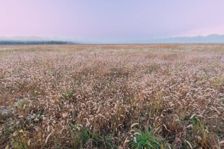 Téléchargez les photos : Paysage au lever du soleil de prairie à herbes hautes, Fort Custer State Park, Michigan, États-Unis - en image libre de droit
