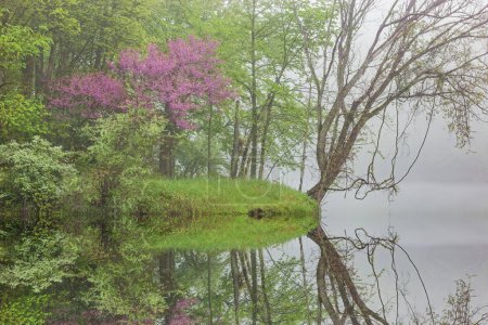 Landscape of a spring forest in fog with redbud in bloom and with mirrored reflections in calm water, Kalamazoo River, Michigan, USA