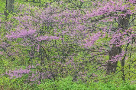 Landscape of a spring forest with redbuds in bloom, Kalamazoo River, Michigan, USA
