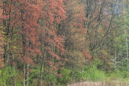 Téléchargez les photos : Paysage de forêt printanière avec érables sur le rivage du lac Douglas, Michigan, États-Unis - en image libre de droit