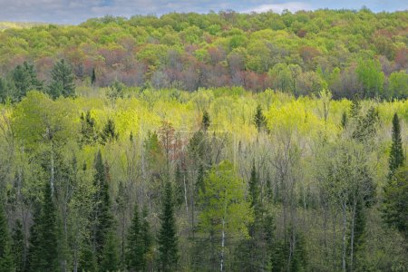 Foto de Paisaje primaveral del bosque, Hiawatha National Forest, Michigan 's Upper Peninsula, Estados Unidos - Imagen libre de derechos
