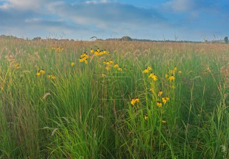 Verano pradera de hierba alta y pradera de flores silvestres con flores amarillas, Michigan, EE.UU.