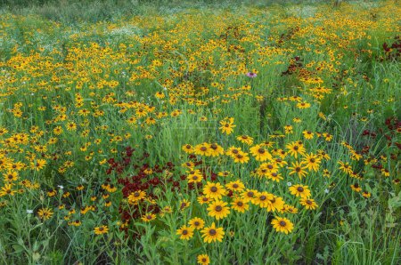 Prairie de fleurs sauvages d'été, avec des susans aux yeux noirs et d'autres fleurs, Michigan, États-Unis
