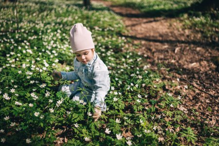 Portrait of adorable 3 years old girl in jeans jacket picking anemone flowers in spring forest . Happy childhood 