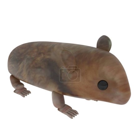 Photo for Little Mouse isolated on white background. High quality 3d illustration - Royalty Free Image