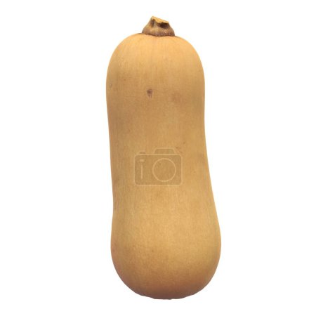 A large, unpeeled squash is sitting on a white background