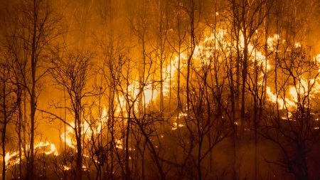 Foto de Cambio climático, los incendios forestales liberan emisiones de dióxido de carbono (CO2) y otros gases de efecto invernadero (GEI) que contribuyen al cambio climático y al calentamiento global. - Imagen libre de derechos