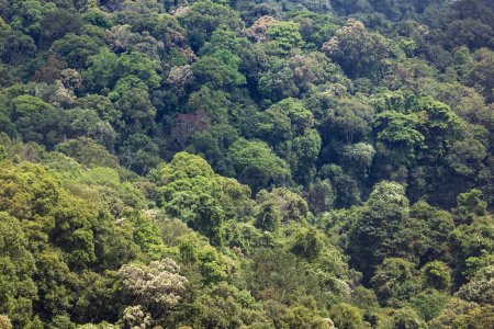 Les forêts tropicales peuvent absorber de grandes quantités de dioxyde de carbone de l'atmosphère.
