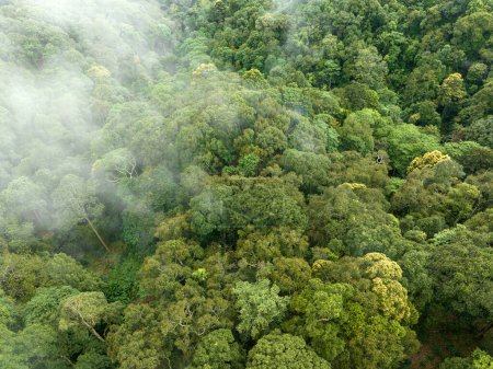 Foto de Los bosques tropicales pueden absorber grandes cantidades de dióxido de carbono de la atmósfera. - Imagen libre de derechos